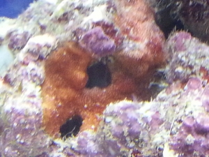 Reef Aquarium