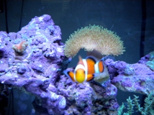 CA