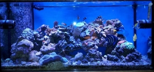 90 Gal Tank at 1 year