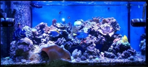 90 Gal Tank at 1 year