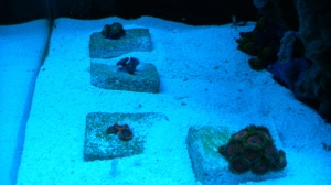 zoas