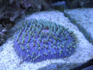 purple plate