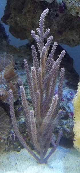 Purple Gorgonian