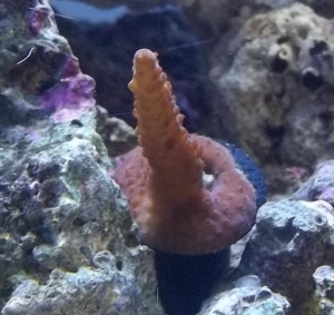 SPS Acro Plum Crazy