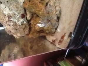 My first clownfish from liveaquaria.  They didn't make it.