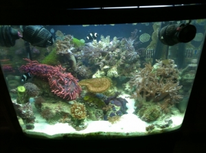 More pics of fish tanks!