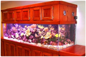 My Aquarium - Vivid by Day