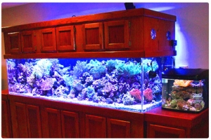 My Aquarium - Vindictive by Nightfall