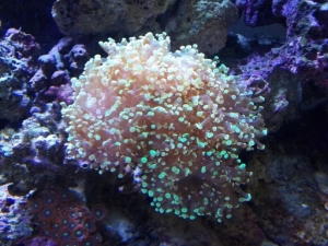 Tri Color Frogspawn
