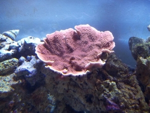 Red Candy Cap