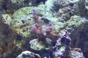 Acropora Tortuosa