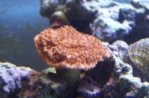 Orange Cap