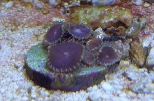 Purple Death Paly