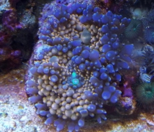 Orange Ricordea
