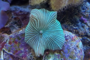 Watermelon Mushroom.