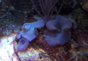 Blue Mushrooms