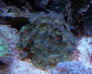 Eagle Eyes Zoas