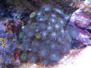 Palythoa Grandis