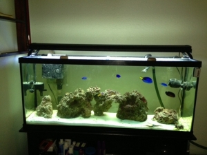 50g fish tank
