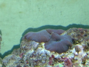 Mushroom coral