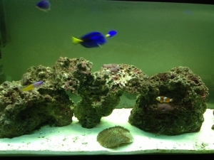 Dory and Nemo (on his favorite mushroom coral) Green plate coral not doing so good