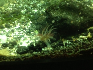 salt water tank 003
