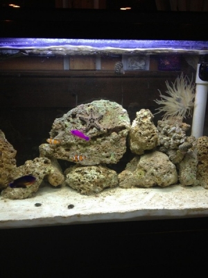 My tank now, 2 true perc clows, strawberry pseudo, coral beauty angel, camel shrimp, emerald crab, cc star fish, nas snails, red leg hermits.