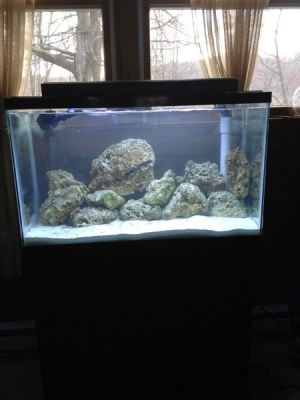 Added live rock, started the cycle