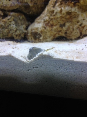 Nass snails working the sand