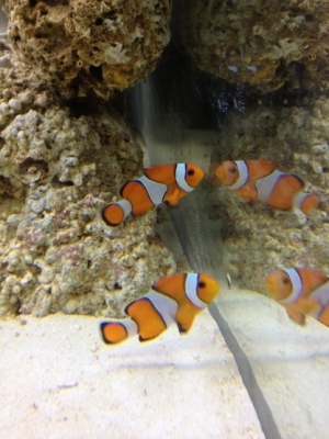 Pair of true perc clowns