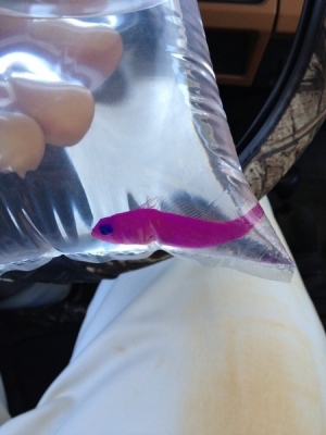 Strawberry pseudo