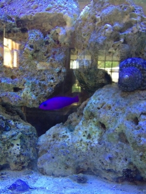 Pseudo and turbo snail