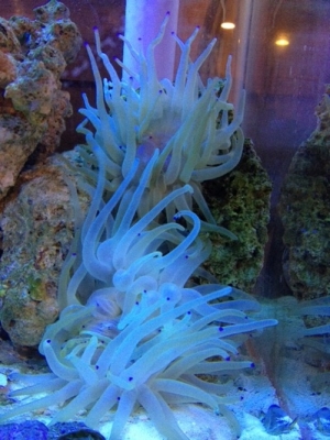 Condy anemones