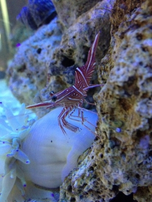 Camel shrimp
