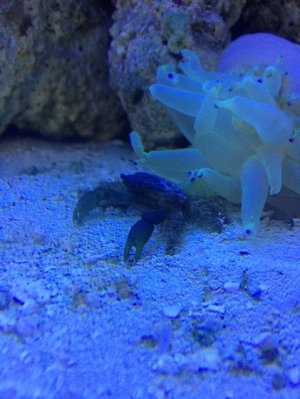 Emerald Crab
