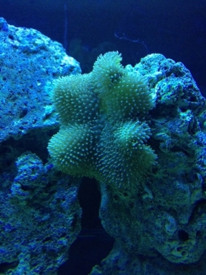 First piece of coral