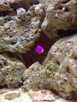 Not a shy fish at all