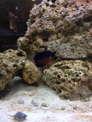 Coral beauty is shy