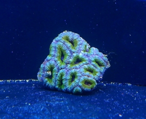 aussie acans
