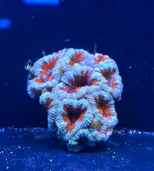 aussie acans