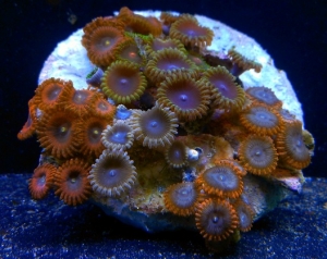palys