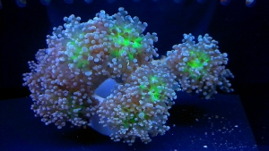 frogspawn