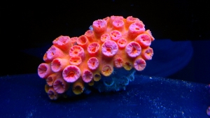suncorals