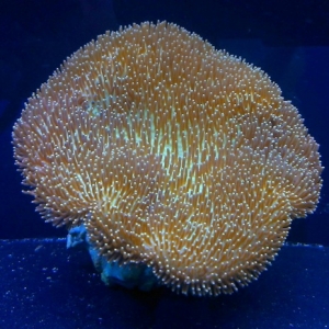 cultured toadstool
