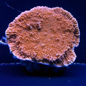monti