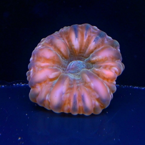 15517