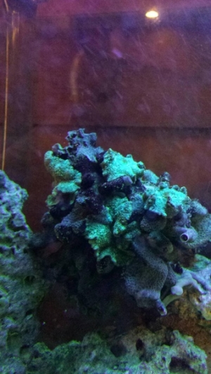 Some mushrooms
