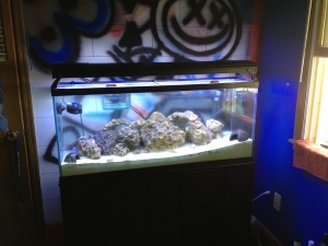 Start up of 55 gallon salt water.