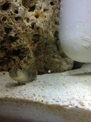 Watchman Goby