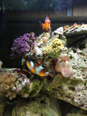 Coral
